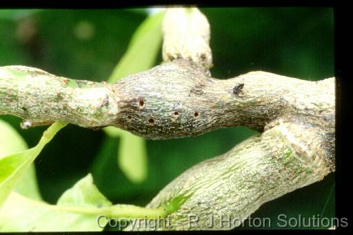 Citrus gall wasp 